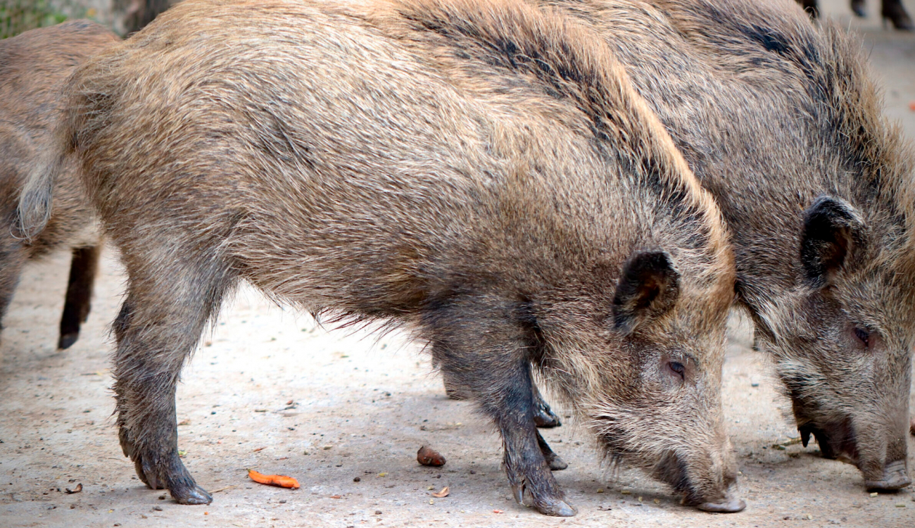 L’EMD vol frenar l’entrada de senglars a Valldoreix a proposta del PP
